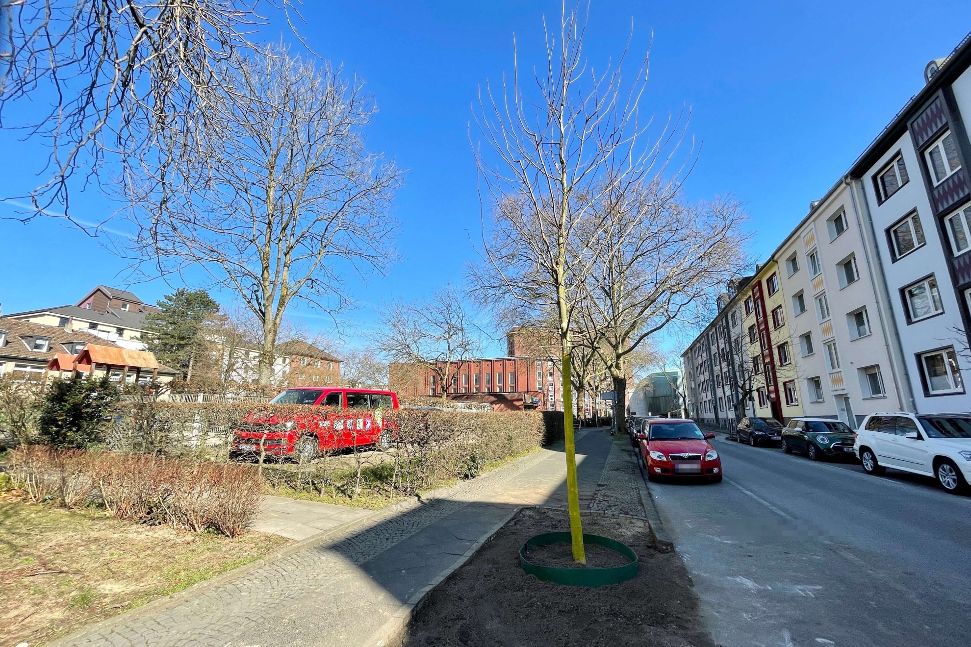 Neue Bäume Im Ehrenfeld Und Bochum-Mitte (Jens Matheuszik) › Jens ...